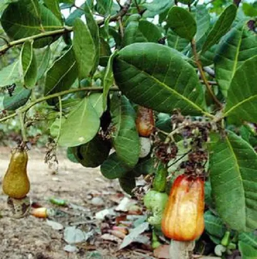 directorate-of-cashew-research-dcr_001.jpg