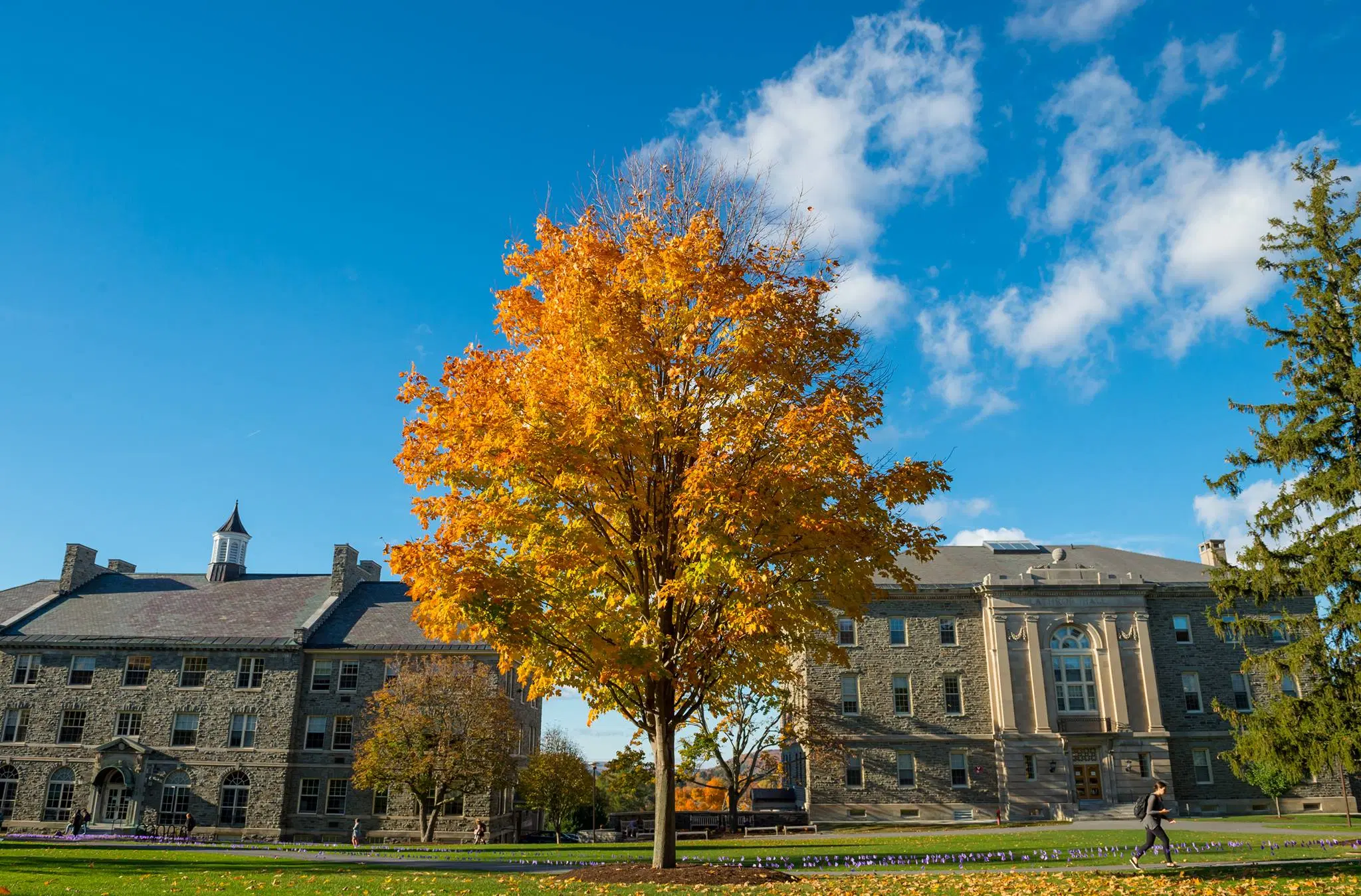 Colgate University