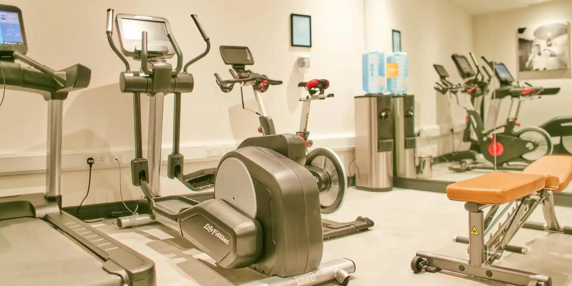 Exeter Elm, Exeter - 4